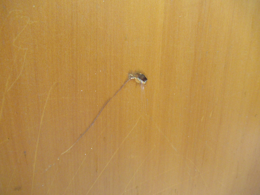 Hollow Core Paint Finish Door 1975H x 760W x 35D