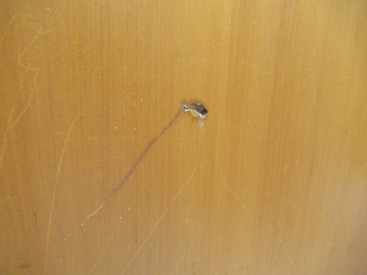 Hollow Core Paint Finish Door 1975H x 760W x 35D