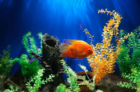 Fish Tanks
