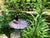 Garden Bird Around Maple Leaf Cast Iron Bird Feeder With Long Plole