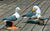 Outdoor Resin Seagull Birds Crafts Mediterranean style Ornaments Garden Simulation Animal Sculpture Accessories Decoration Art