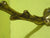 Acorn Leaf with Acorn Knob Coat Hooks 130H x 40W x 100D