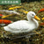 Outdoor Pond Garden Decoration and Landscaping Simulation Animal Duck Crocodile Floating Resin Floating Water Decoration