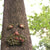 1pc Old Man Tree Hugger Garden Patio Outdoor Tree Sculpture Face Funny Garden Tree Old Fashioned Whimsical Face Decor，Pipe shape