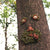 1pc Old Man Tree Hugger Garden Patio Outdoor Tree Sculpture Face Funny Garden Tree Old Fashioned Whimsical Face Decor，Pipe shape