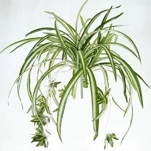 Simulation 5-pronged Phnom Penh Spider Plant Wedding Scene Layout Plant Wall Accessories Bunch Fake Flowers Home Decoration
