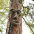 Outdoor Tree Face Statues Old Man Tree Hugger Bark Ghost Face  Funny Yard Art Tree Decor Outdoor Garden