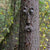 Outdoor Tree Face Statues Old Man Tree Hugger Bark Ghost Face  Funny Yard Art Tree Decor Outdoor Garden