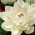 6PCS Lotus Artificial Flower Floating Fake Lotus Plant Lifelike Water Lily Micro Landscape for Pond Garden Decor