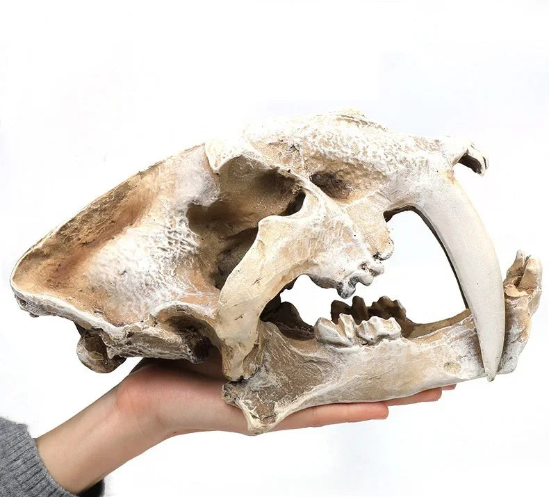 Fossil Statue of Erathia Dragon Elder Skull Fossil Statue for Medieval Dragon Age Fans Game of Thrones Dungeon and Dragon lovers