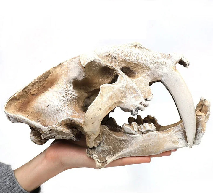 Fossil Statue of Erathia Dragon Elder Skull Fossil Statue for Medieval Dragon Age Fans Game of Thrones Dungeon and Dragon lovers