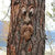 Outdoor Tree Face Statues Old Man Tree Hugger Bark Ghost Face  Funny Yard Art Tree Decor Outdoor Garden