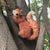 Squirrel Figurine Statues Tree Climber Sculpture Hanging Tree Garden Statue Hugger Decorations Outdoor Gifts Garden Decor Resin
