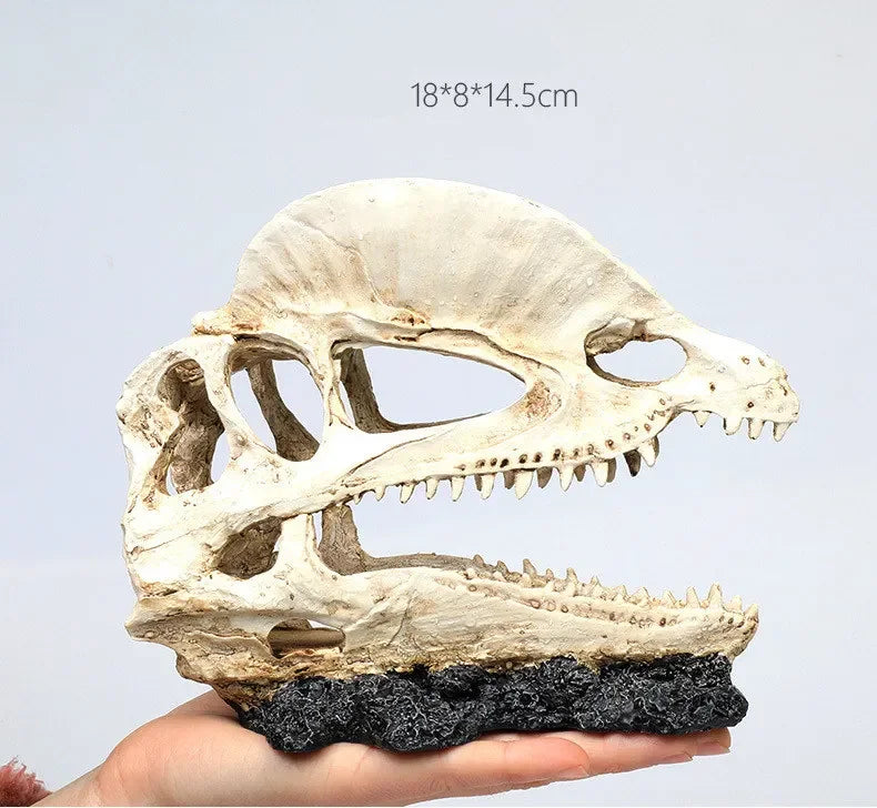 Fossil Statue of Erathia Dragon Elder Skull Fossil Statue for Medieval Dragon Age Fans Game of Thrones Dungeon and Dragon lovers