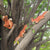 Squirrel Figurine Statues Tree Climber Sculpture Hanging Tree Garden Statue Hugger Decorations Outdoor Gifts Garden Decor Resin