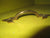 Feur Cabinet Handle
