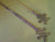 Ornamental Brass Fleur de lis Brass Strap Hinge (78Lx9Wx0.5D)