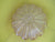 Art Deco Amber Iridescent Solid Enclosed Light Shade  130H x 135W
