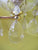 Clear Glass & Brass Crystal Pendant Light  400 x 400 x 400W x 650H