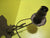 Victorian Style Brass Single Swivel Wall Sconce   155H x 75W x 190D