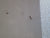 PaInt Finished Internal Statesman Door 1900H x 810W x 45W