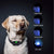 Electric Dog Training Collar Waterproof Rechargeable Remote Control Pet with LCD Display for All Size Bark-stop Collars 40% Off