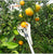 Metal Fruit Picker Orchard Gardening Apple Peach High Tree Picking Tools